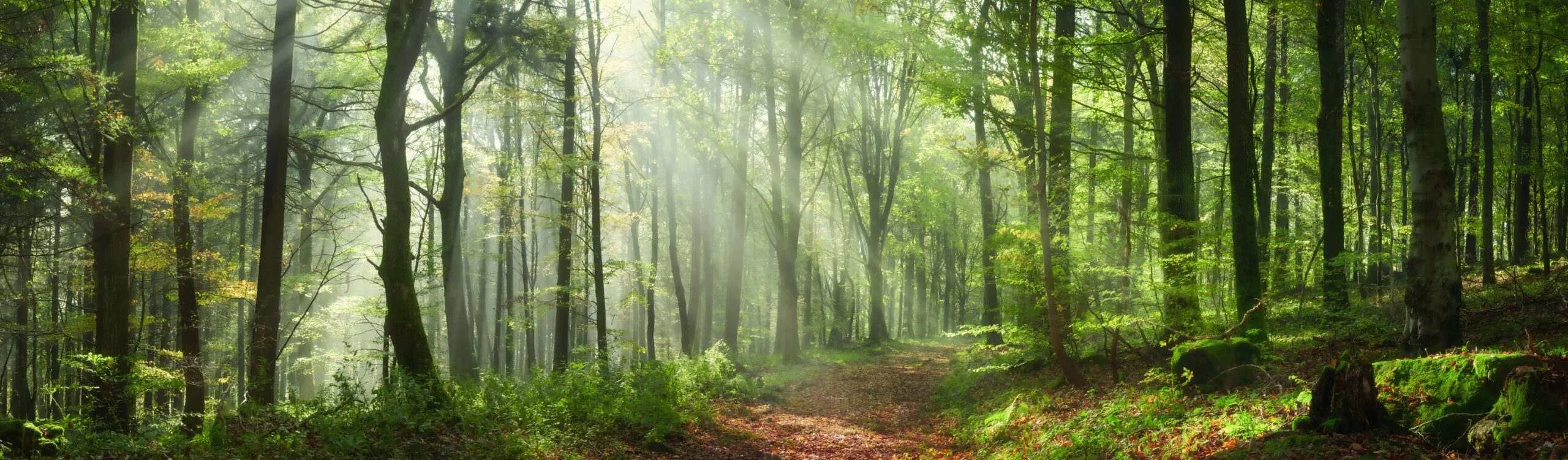 Vue panoramique illuminé par des rayons de soleil à travers la végétation d'une forêt verdoyante